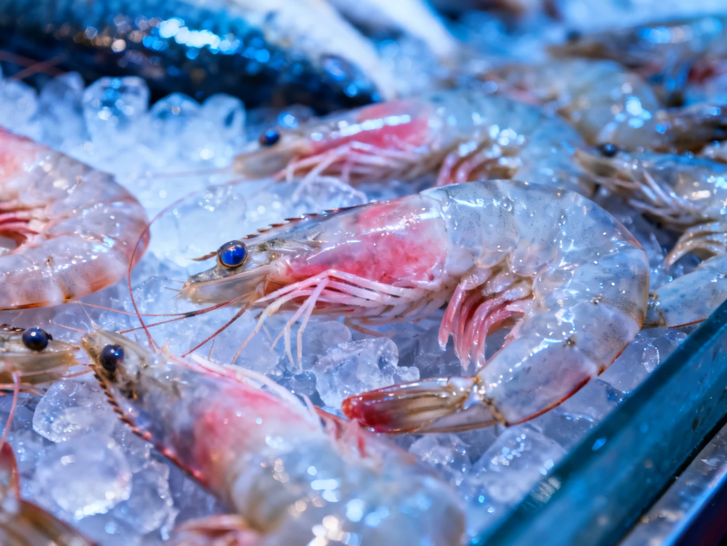 Illustration — Comment reconnaître des fruits de mer frais : les critères par espèce